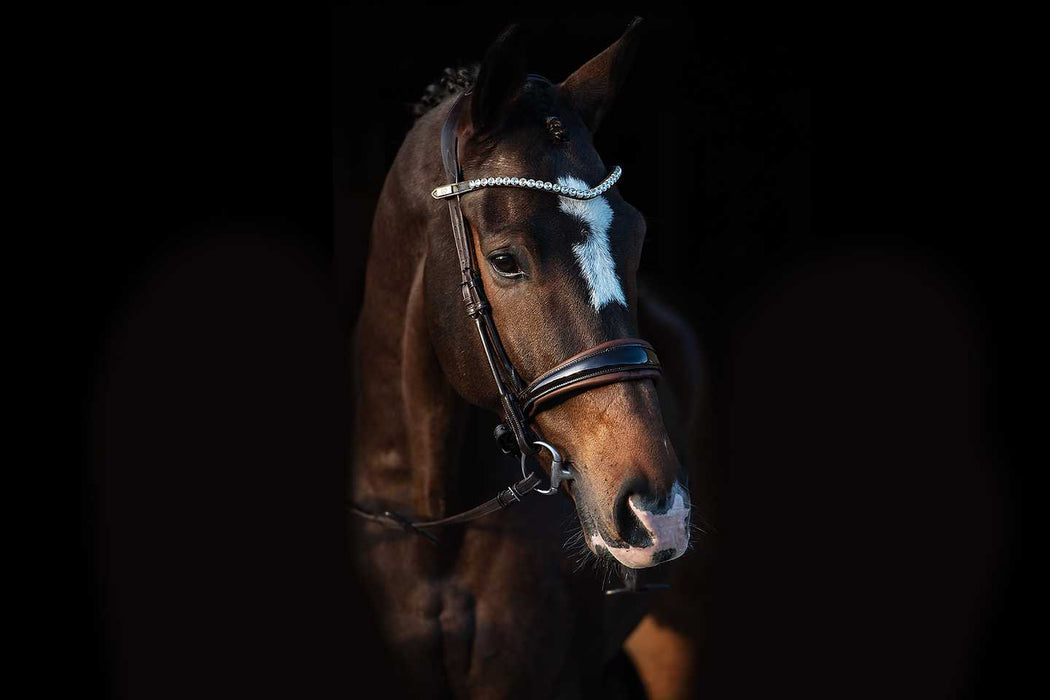 Zaum GP glänzend